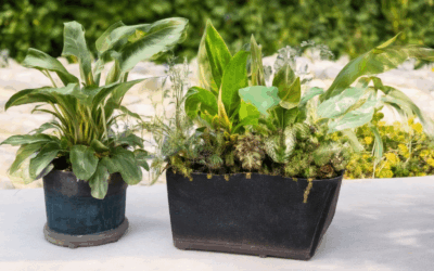 Igniting Creative DIY Planter Ideas: Affordable Recycled Solutions for Your Garden